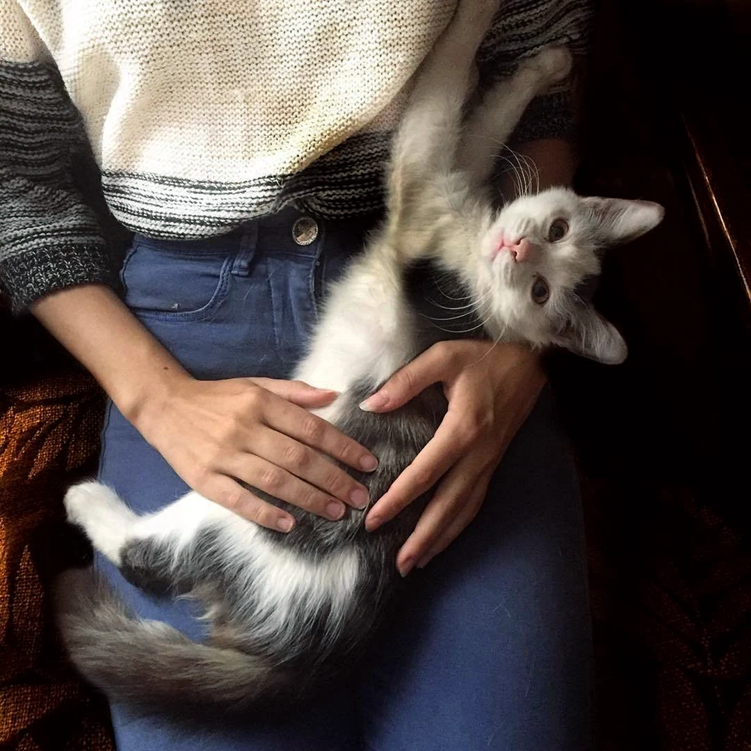Девушка с котом на руках