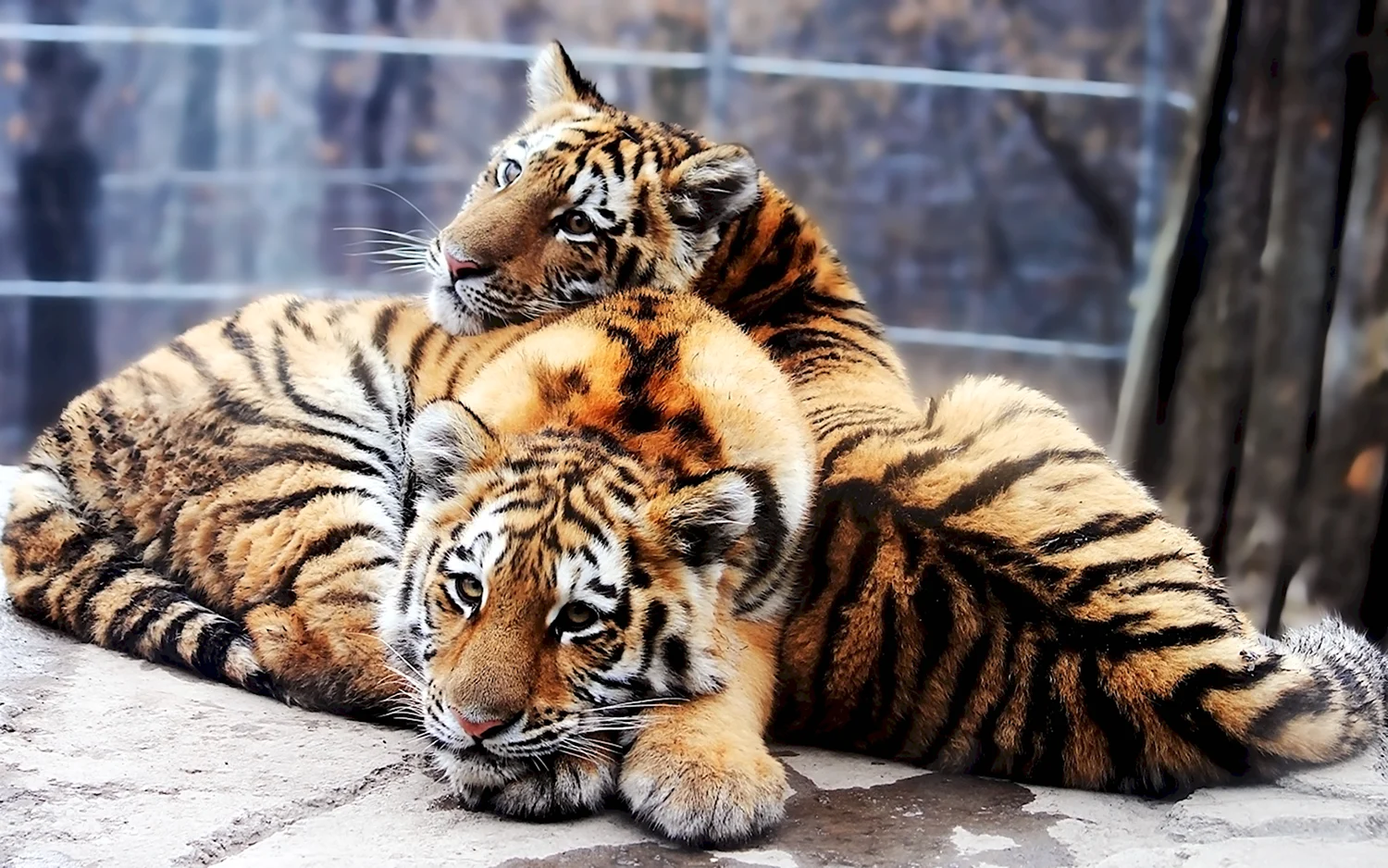 Амурский тигр с тигрятами