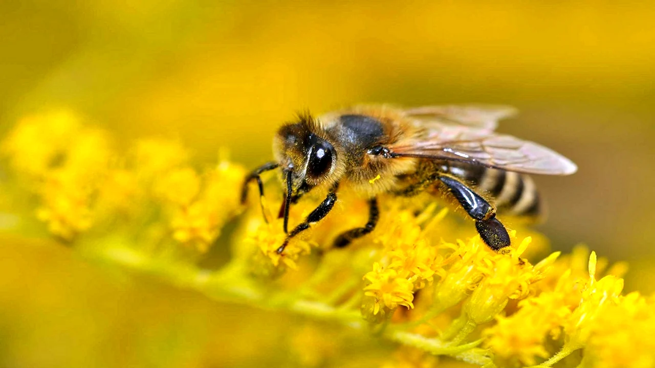 Ареал медоносной пчелы