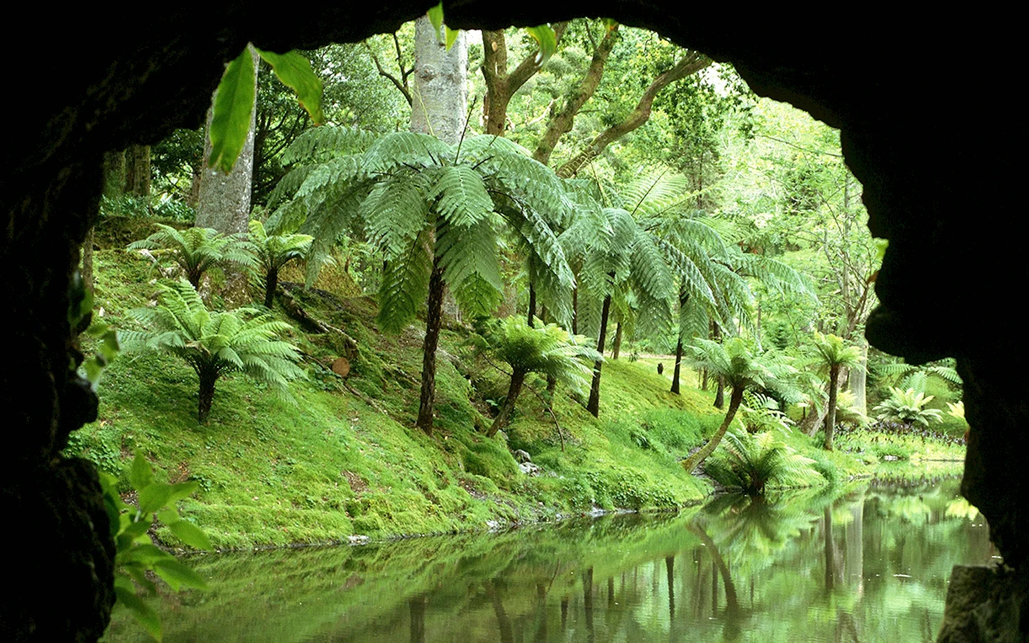 Азорские острова тропический лес