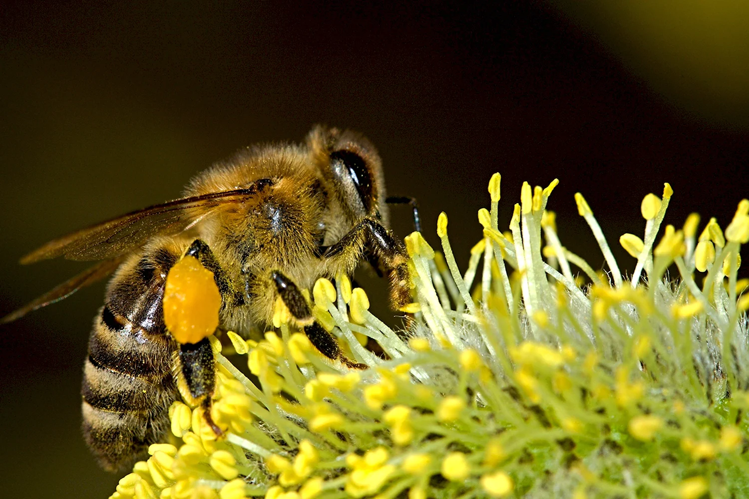 Бурзянская пчела