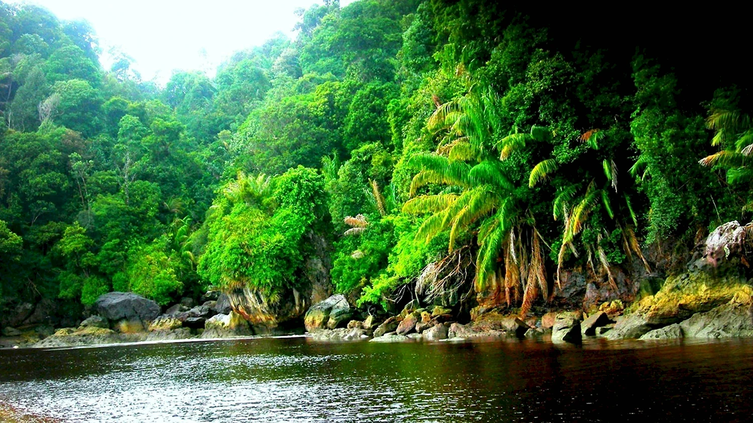 Чунцин тропические джунгли