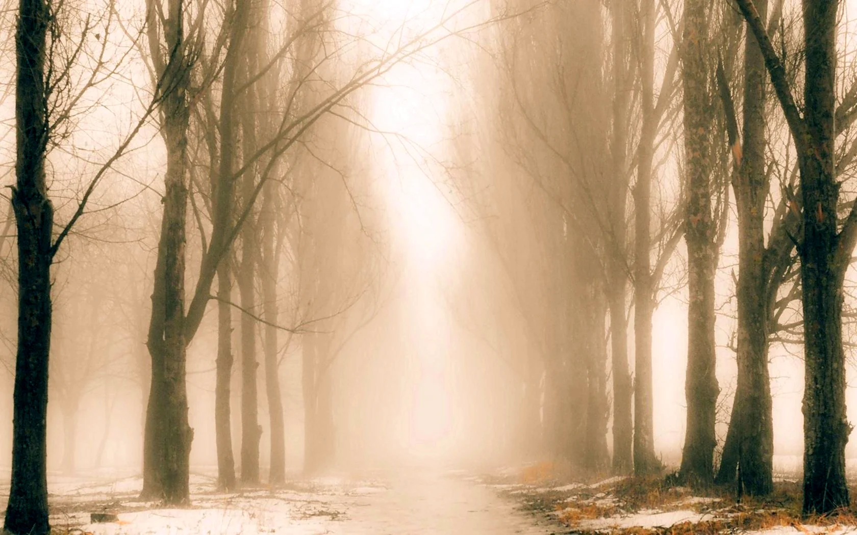 Деревья в тумане