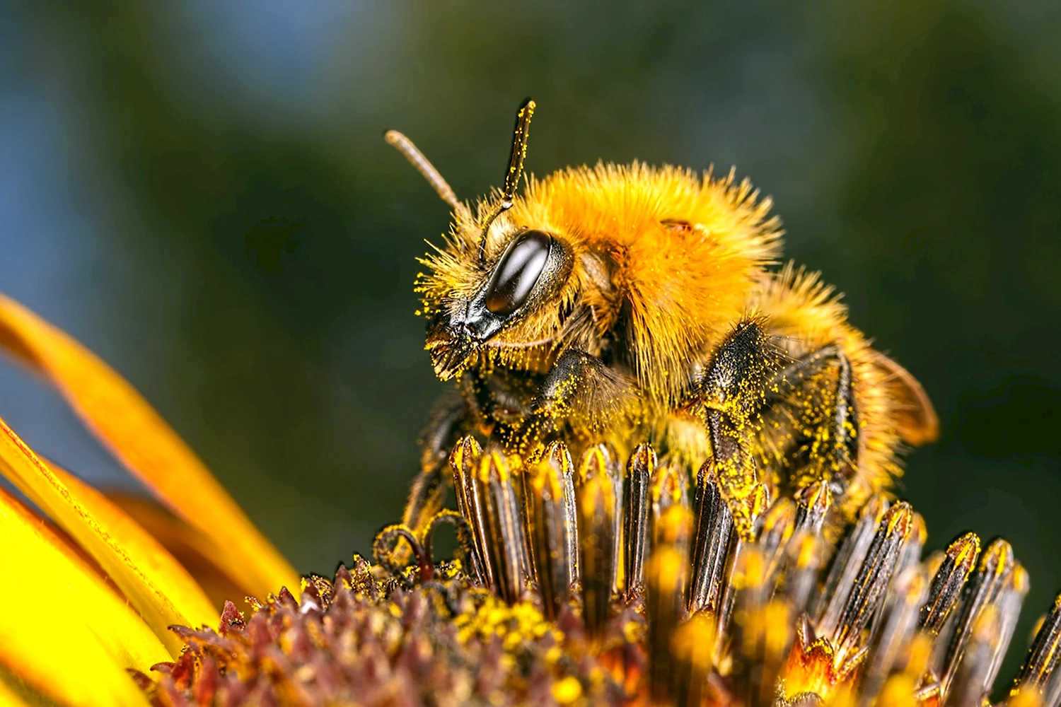 Дикая Среднерусская пчела
