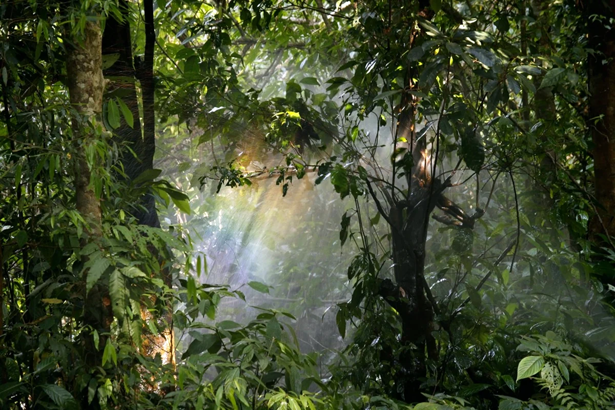 Дождь в тропическом лесу