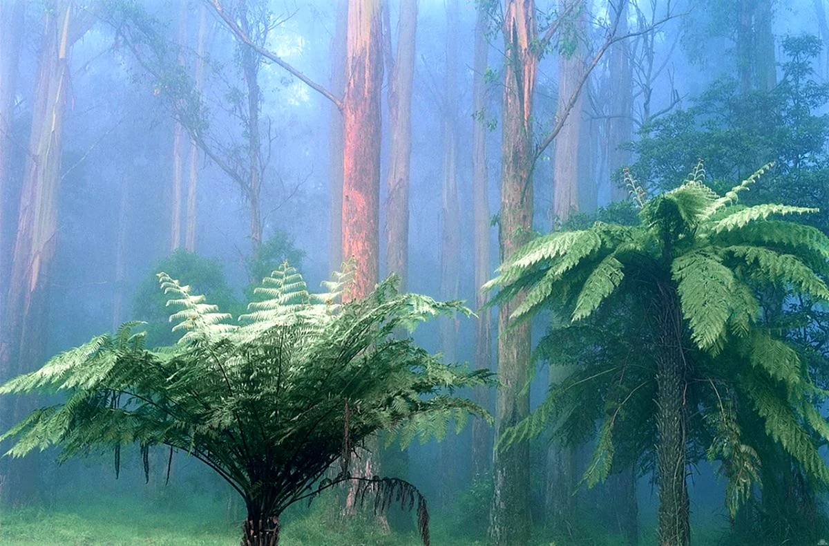 Древовидные папоротники тропических лесов