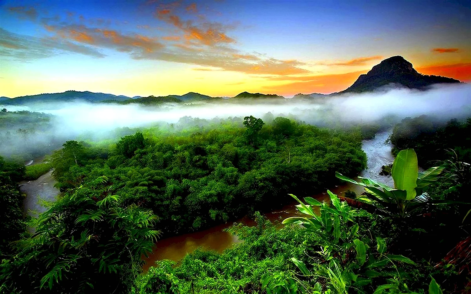 Джунгли Борнео Индонезия