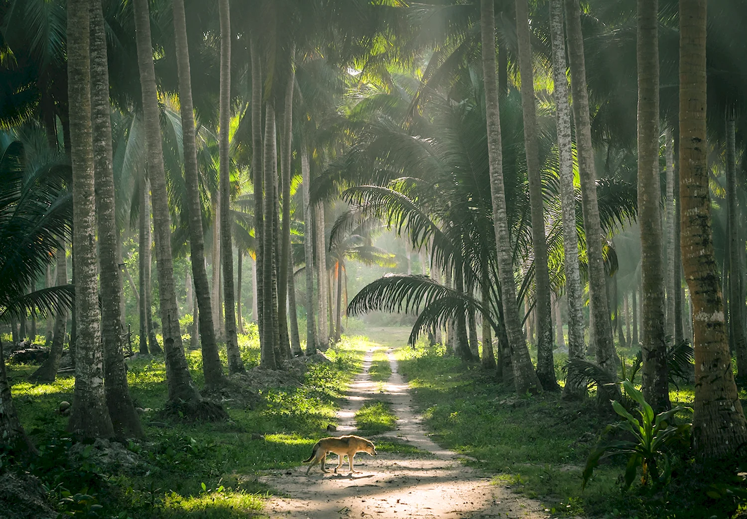 Филиппины джунгли