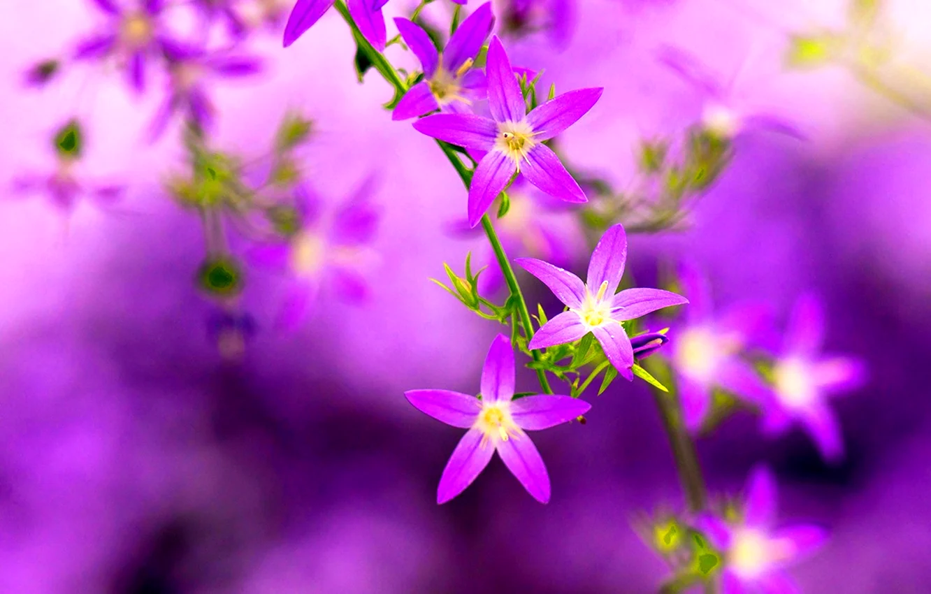 Фиолетовый фон мелкие цветы
