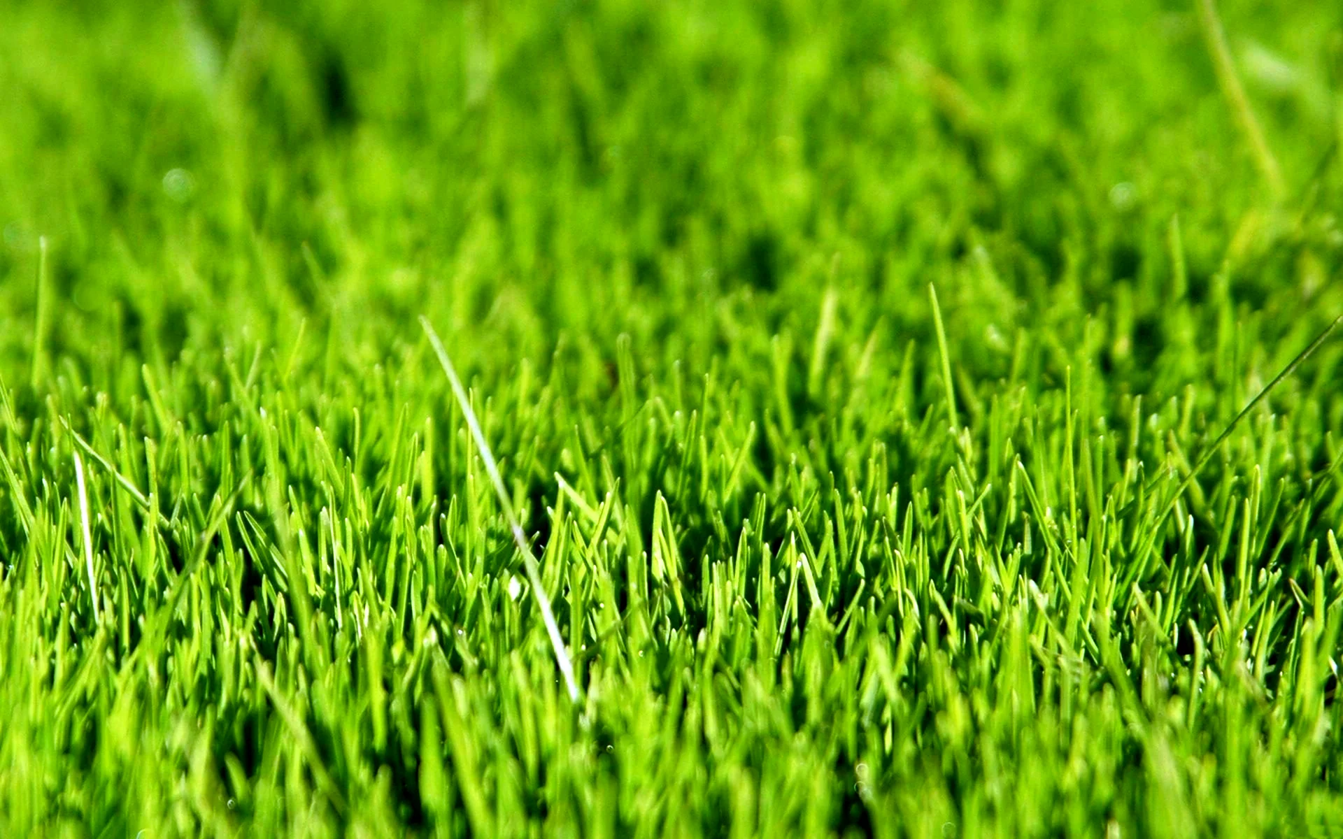 Газонная трава мятлик