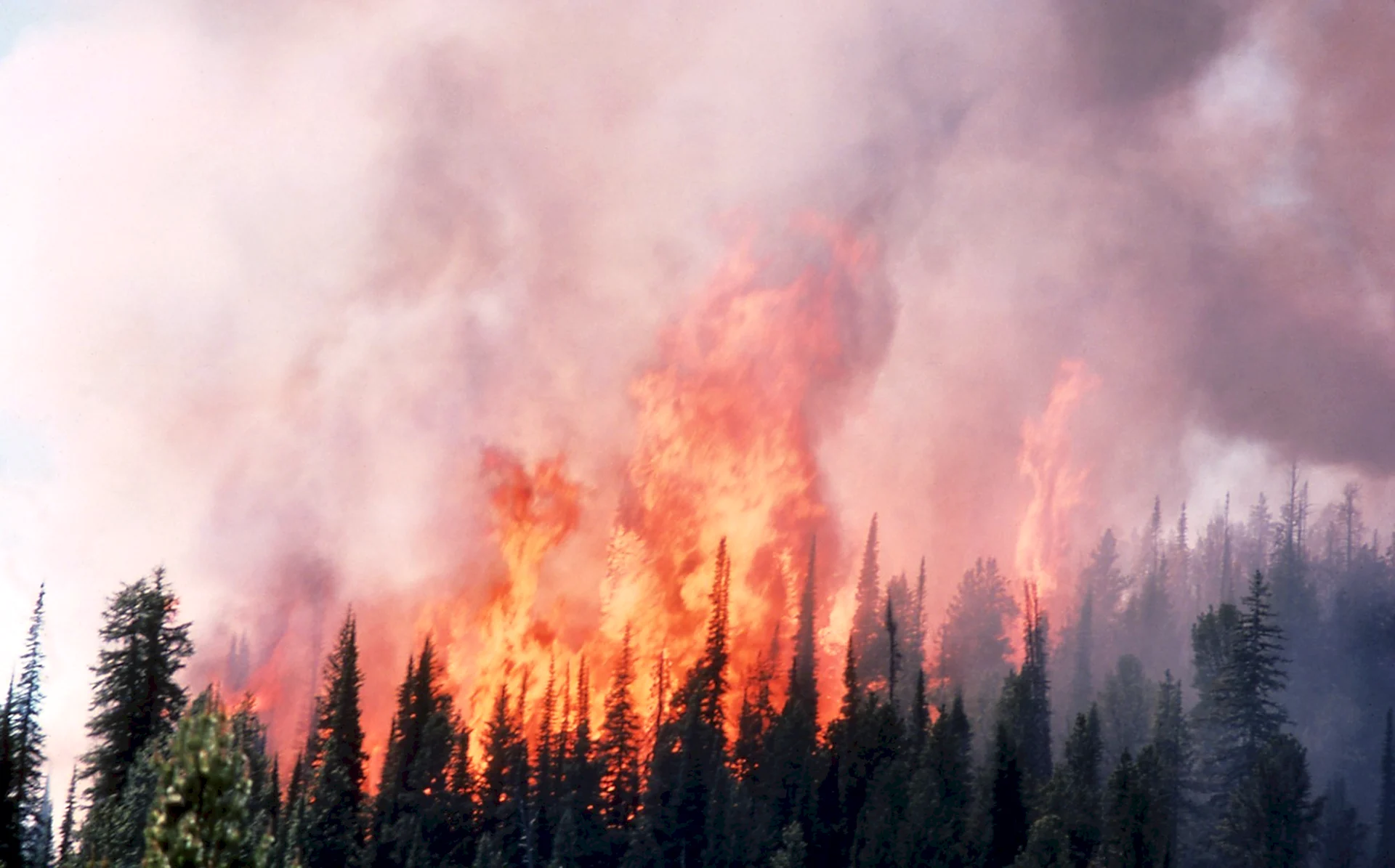 Йеллоустонский национальный парк пожары