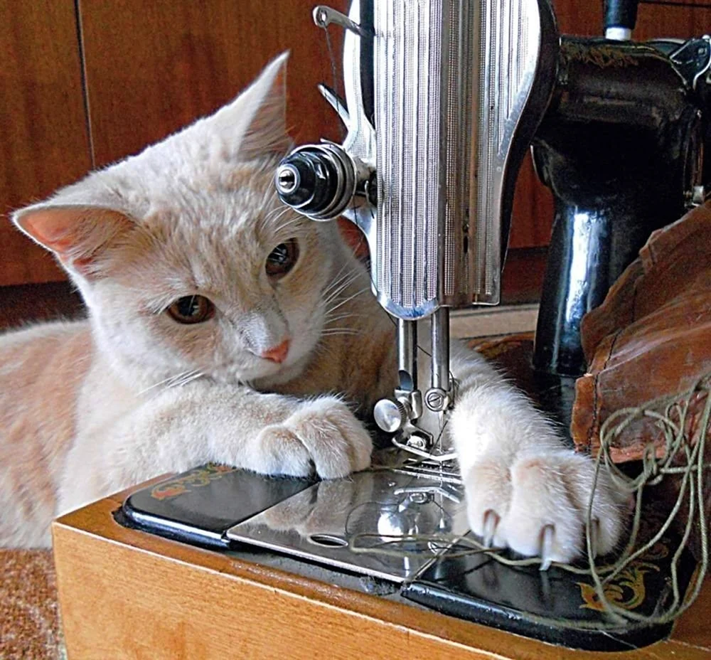Кот и швейная машинка