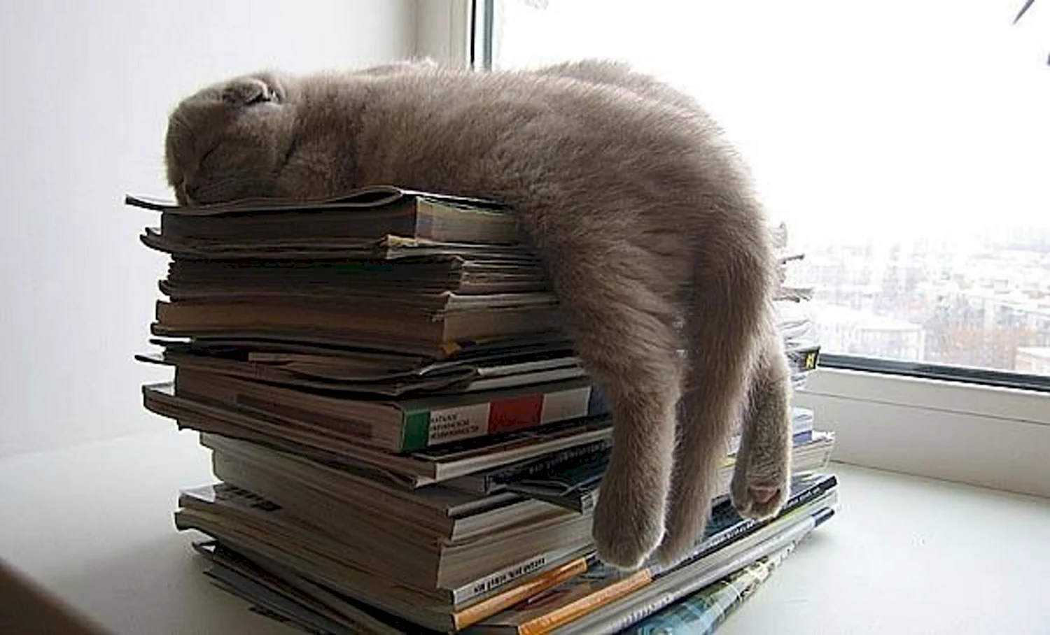 Кот спит на книгах