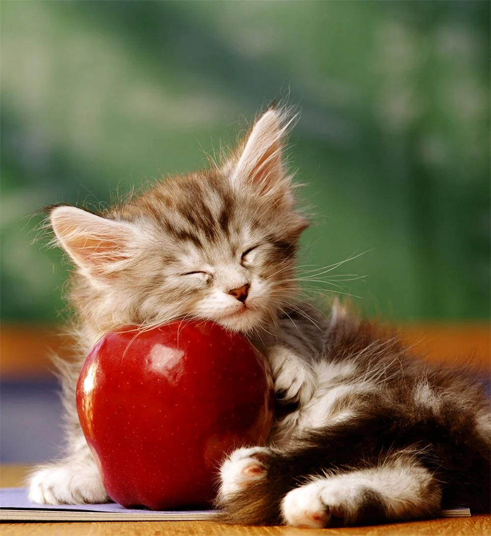 Кот в яблоках