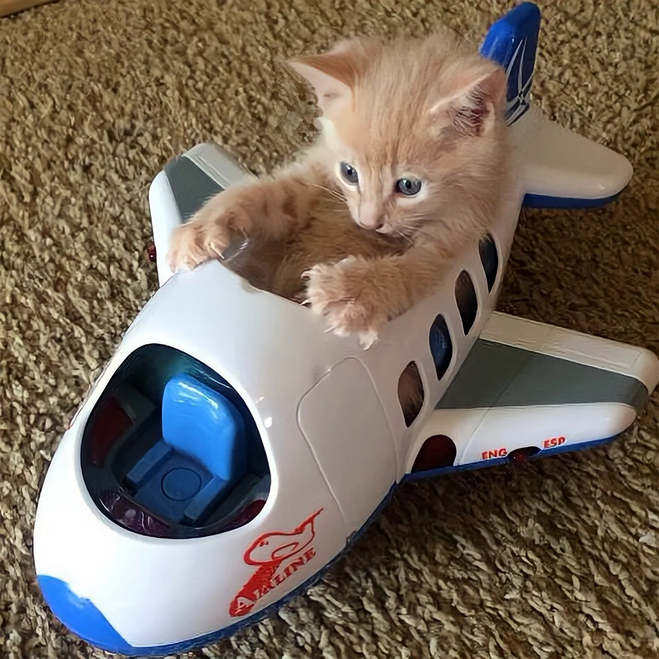 Котенок в самолете