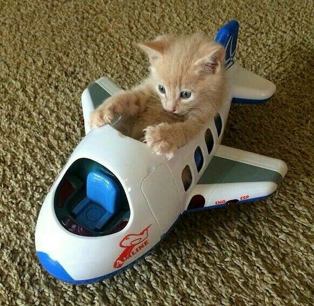 Котенок в самолете