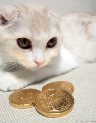 Котик с монеткой