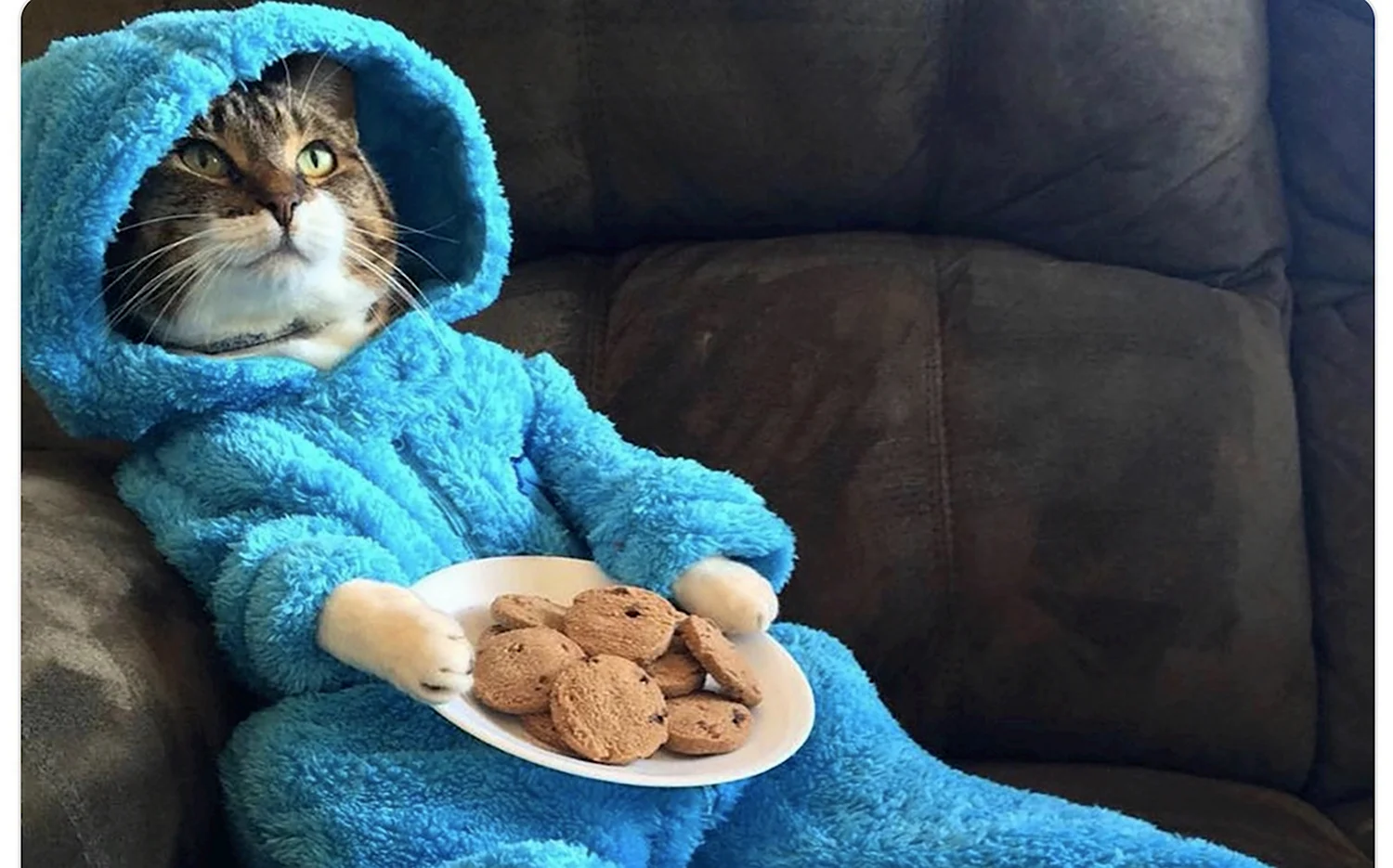 Коты в пижамах