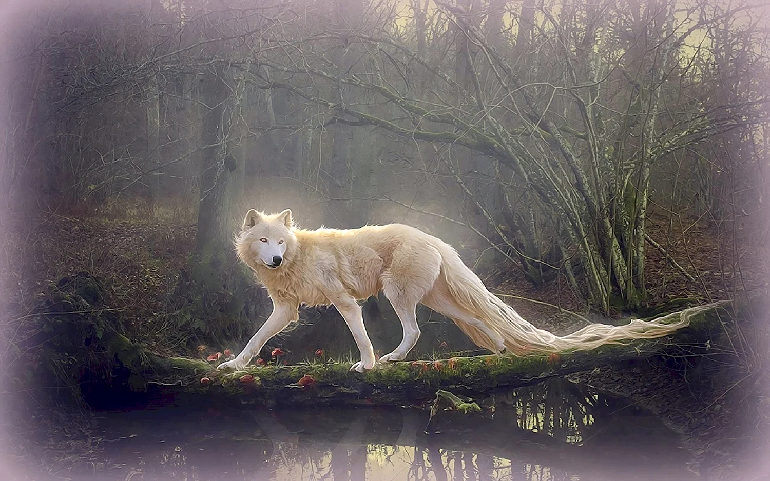 Кремовый волк