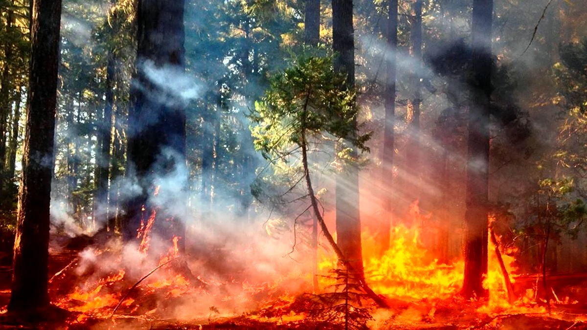 Лес от пожара