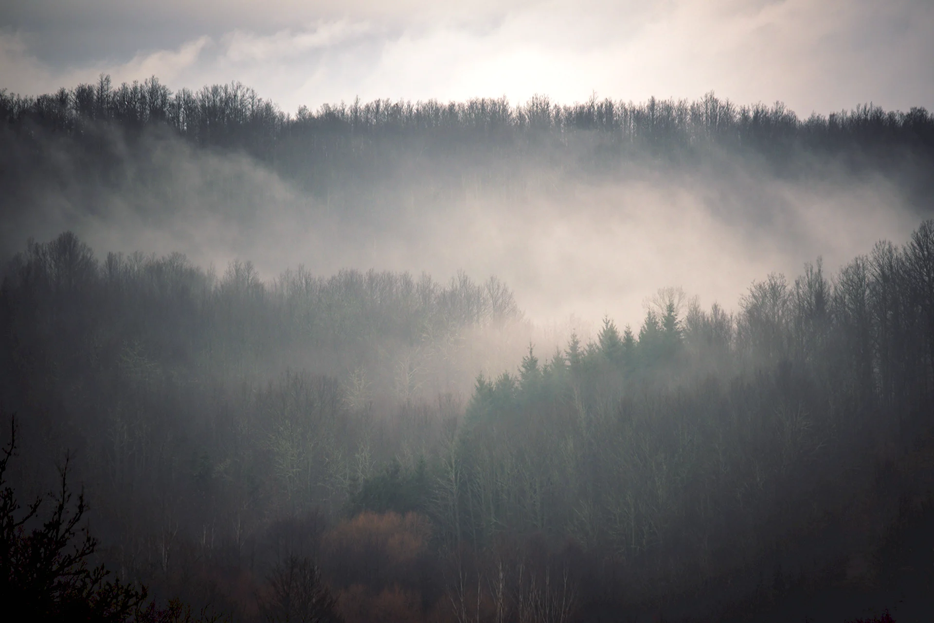 Лес в тумане сверху