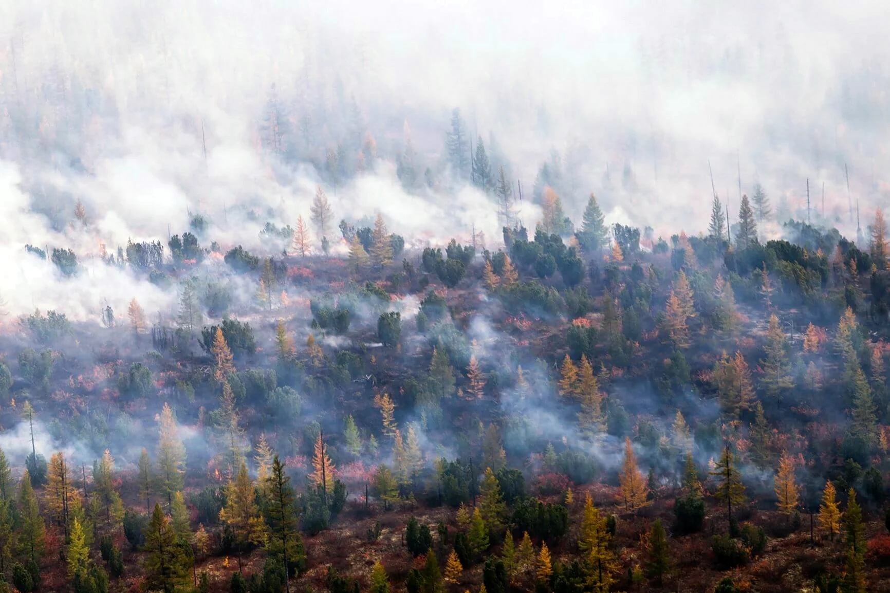 Лесной пожар дым