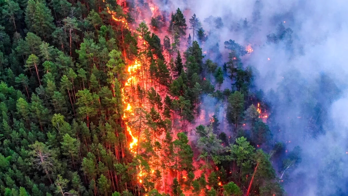 Лесные пожары в Сибири 2020