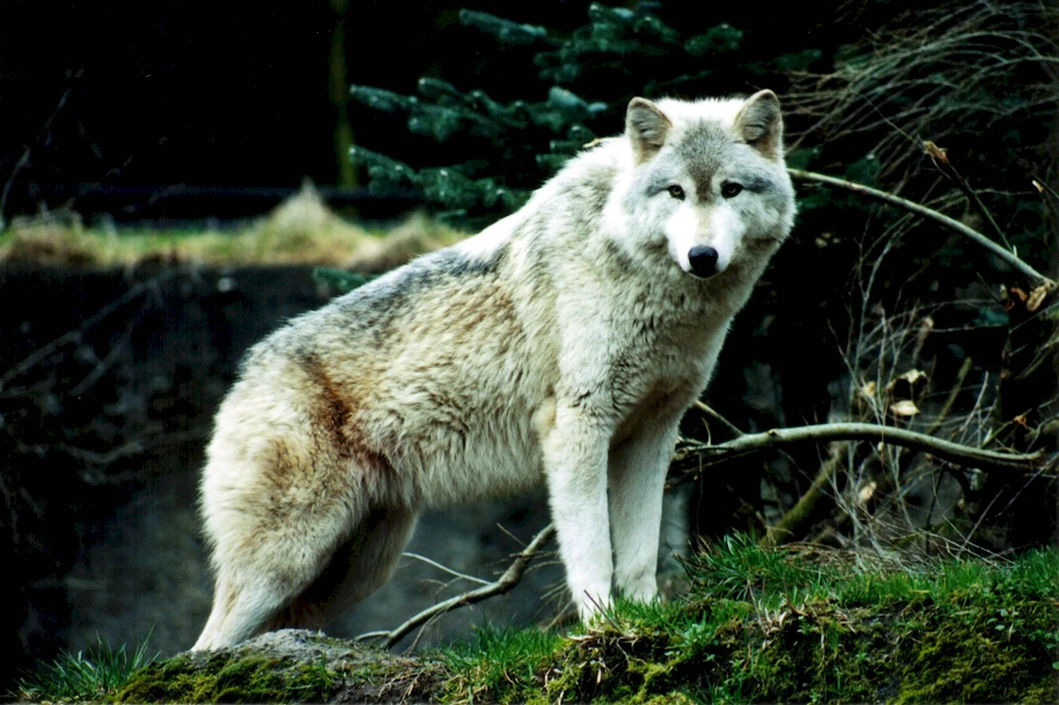 Макензийский Тундровый волк