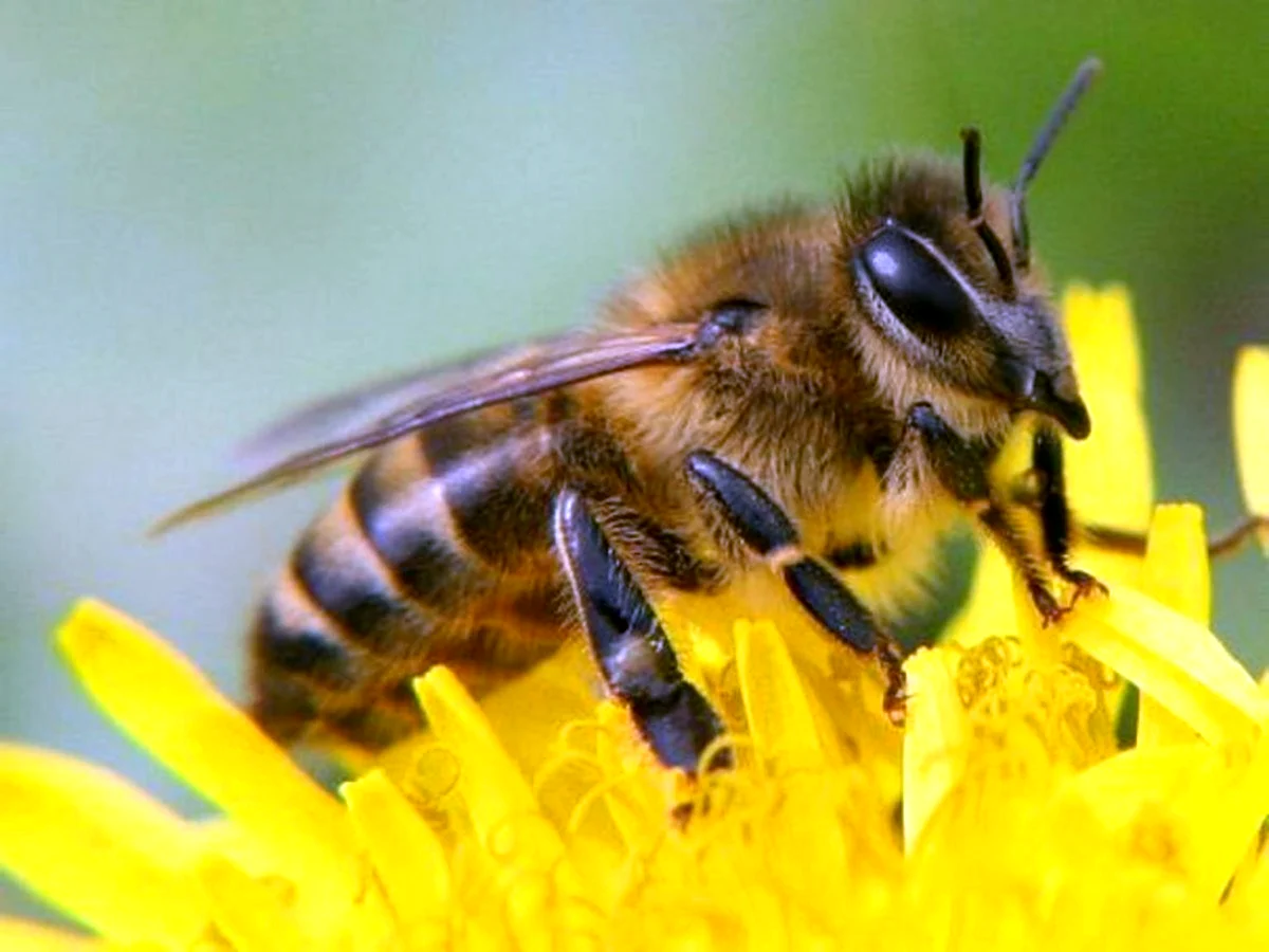 Медоносная пчела улей