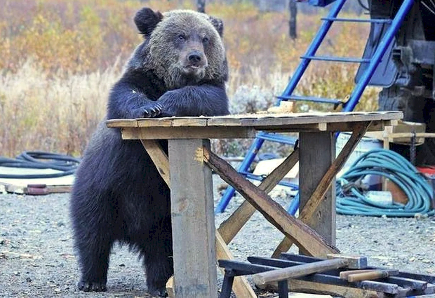 Медведь прикол