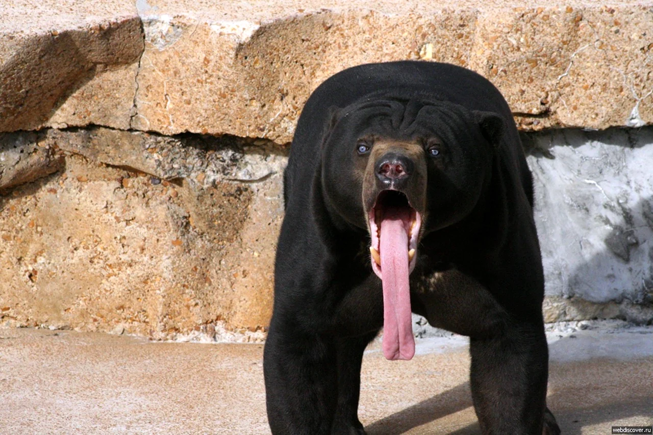 Медведь с длинным языком