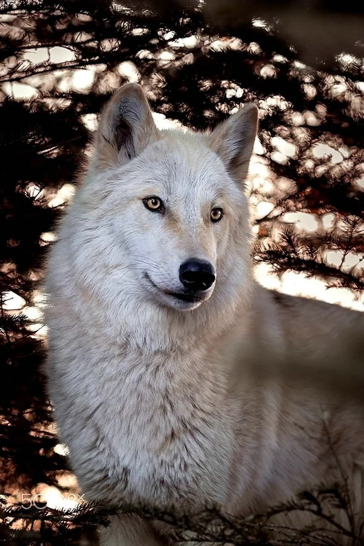 Мелвильский волк