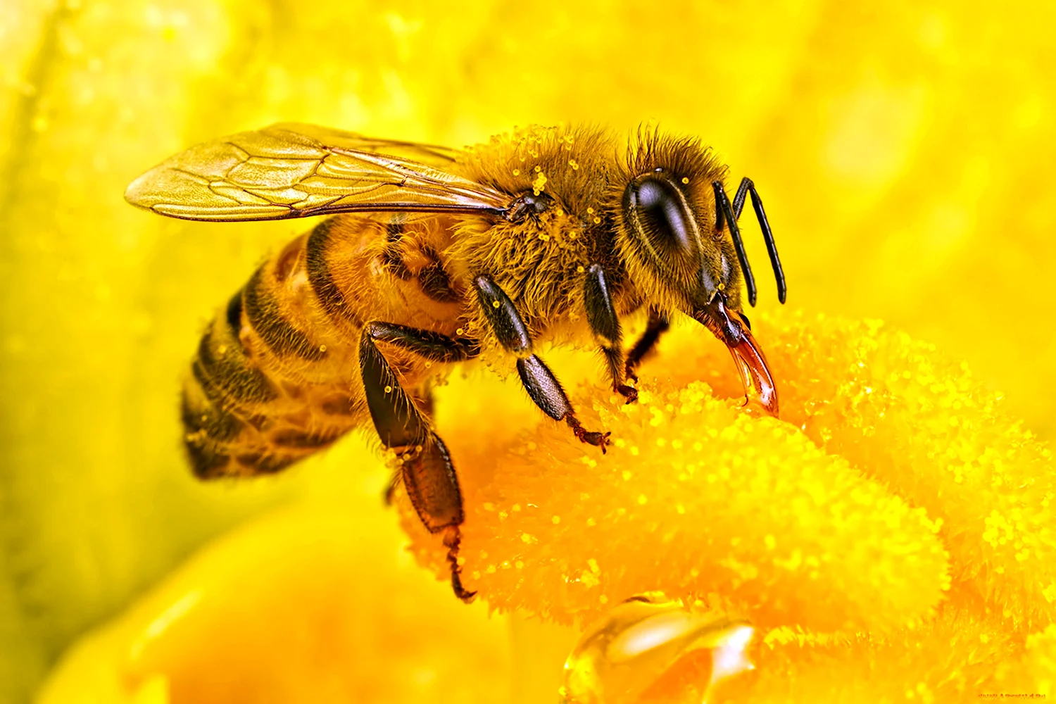 Мухурская пчела