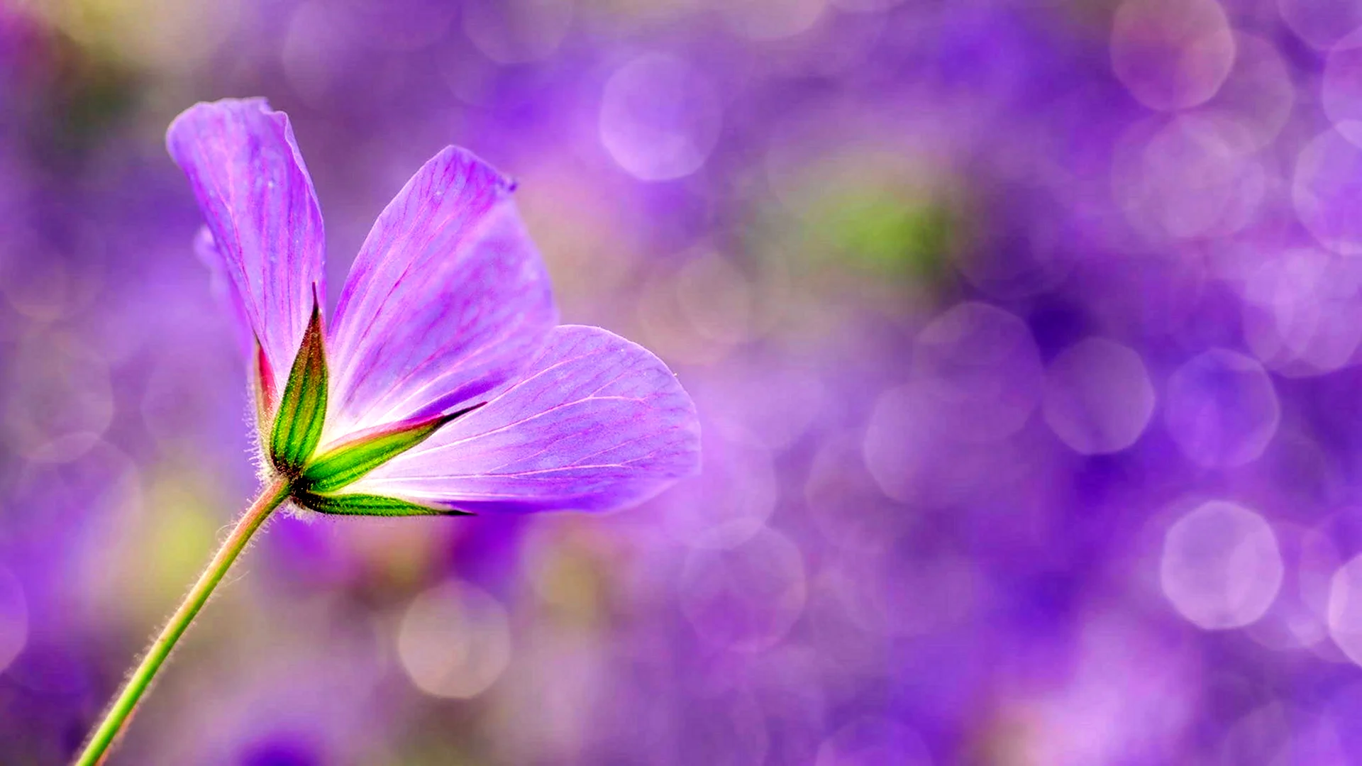 Нежные фиолетовые цветы