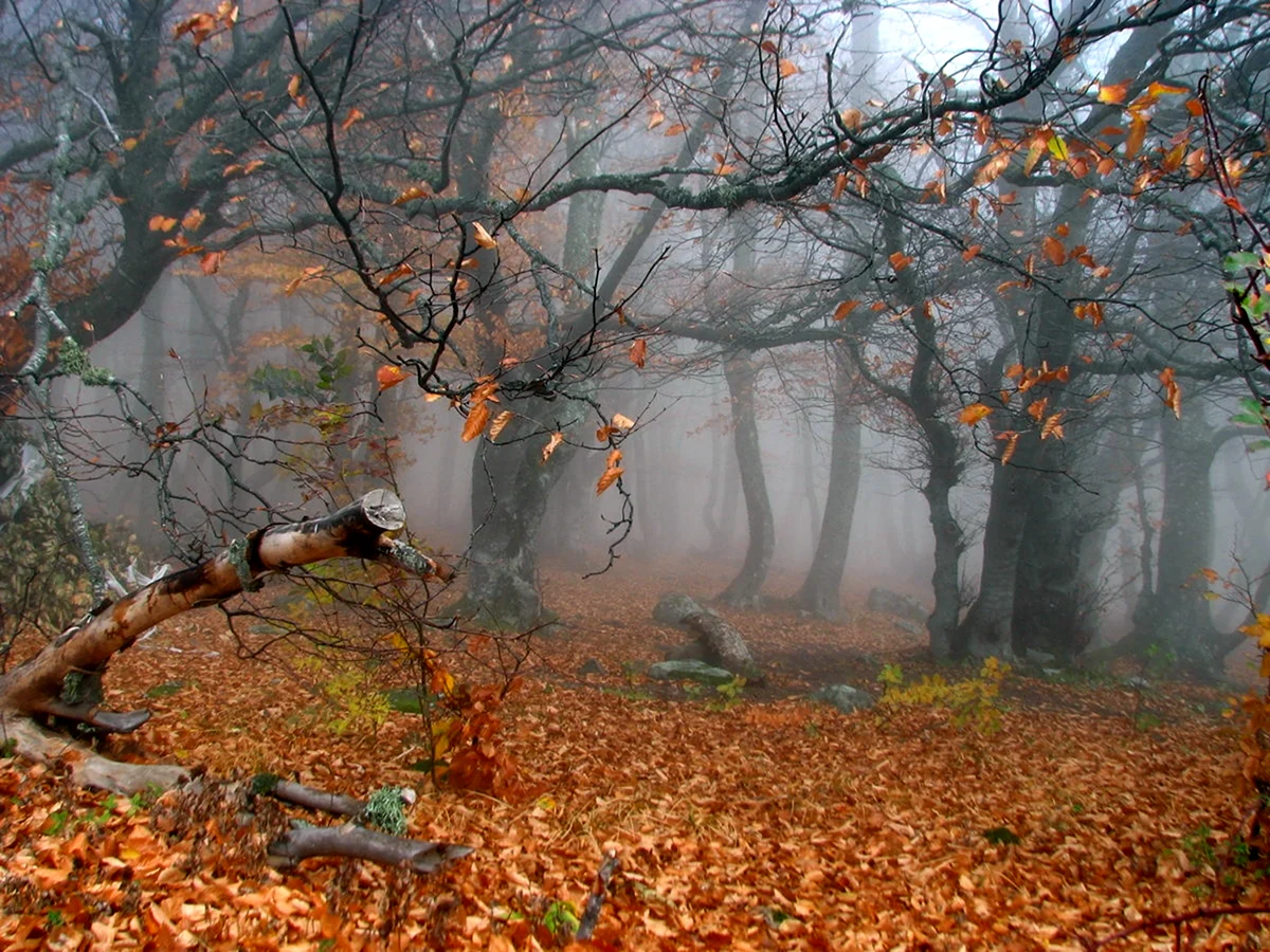 Осень дождливая лес