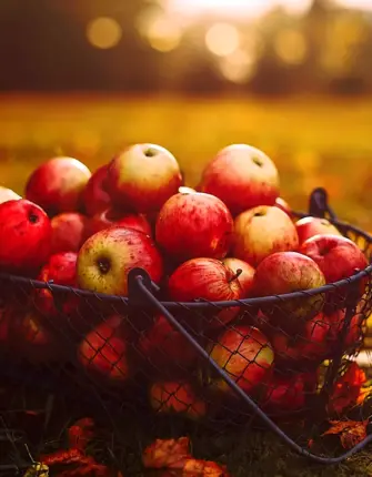 Осень яблоки