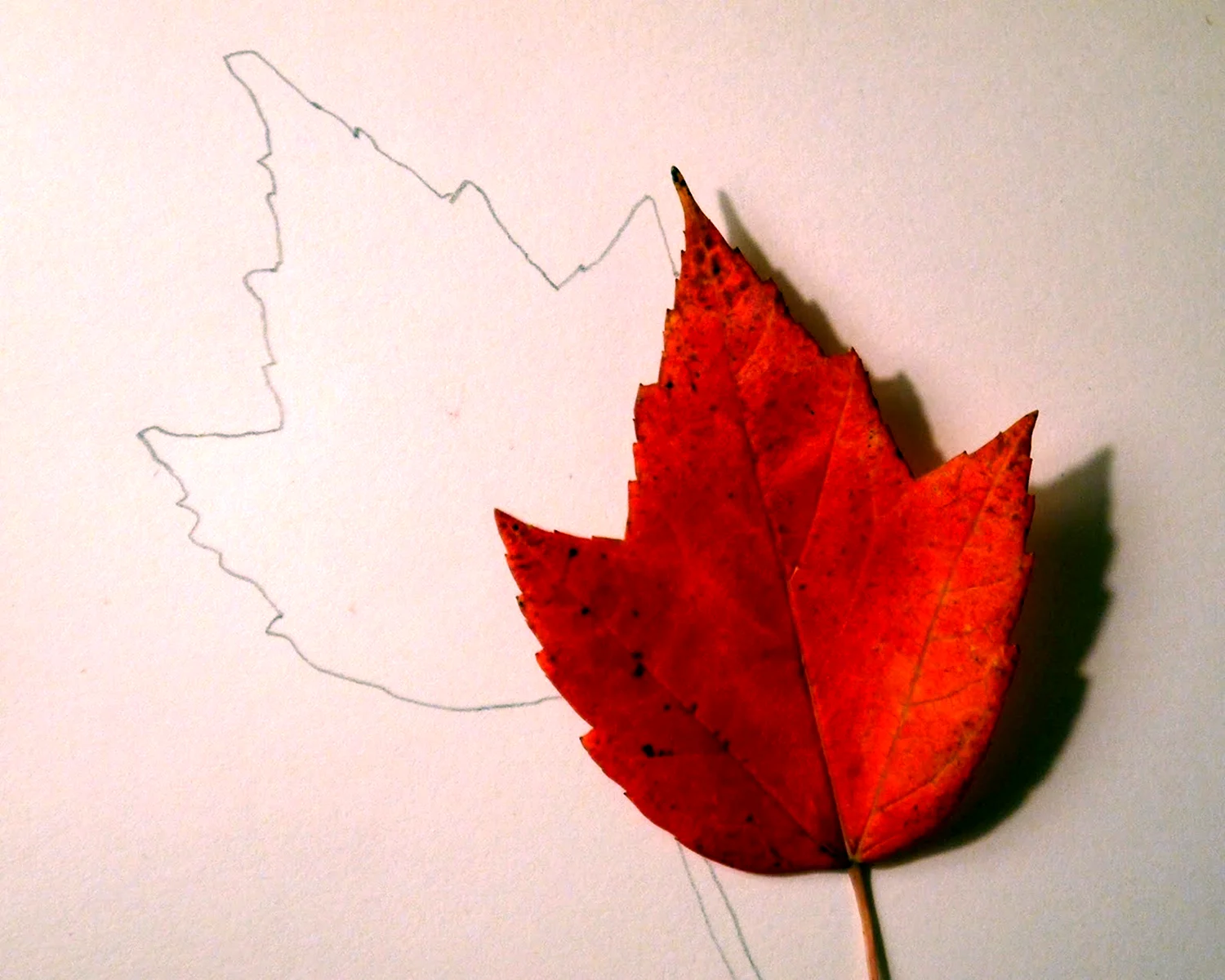 Осенние листья на бумаге