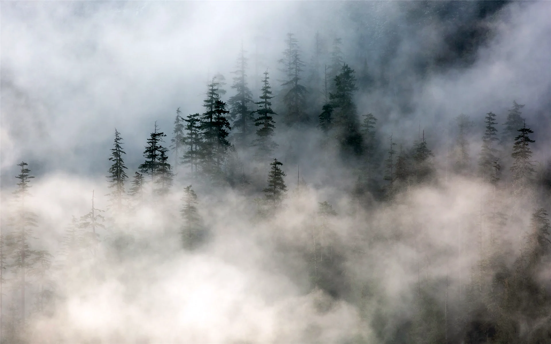 Pacific Northwest туман горы