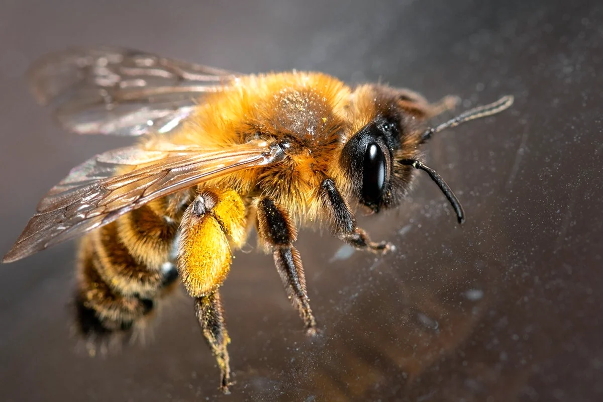 Пчела обыкновенная