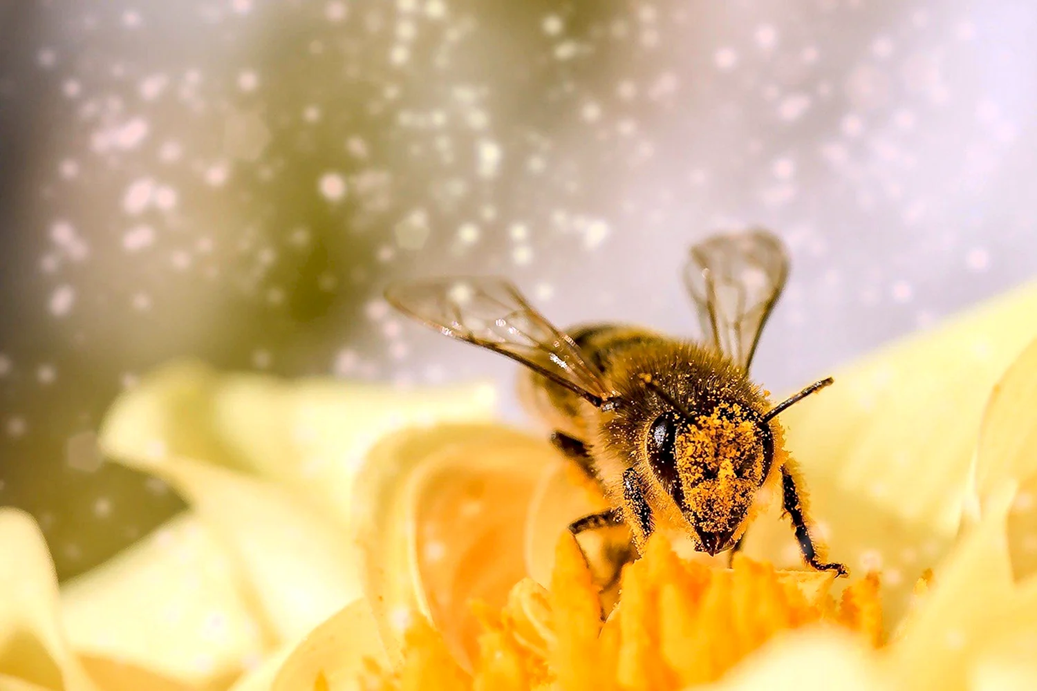 Пчела с пыльцой