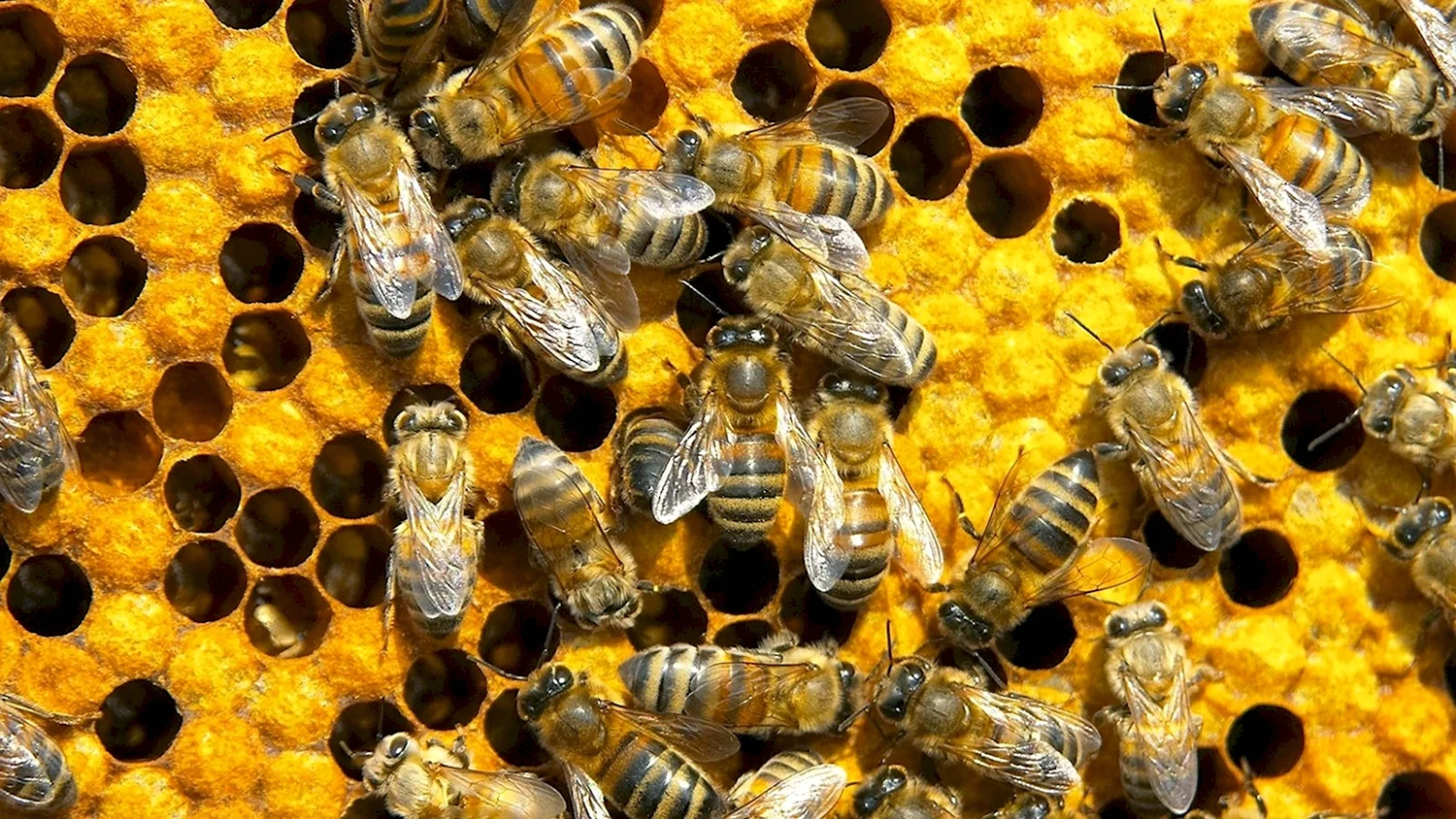 Пчела трутовка