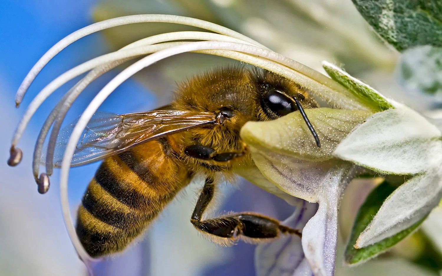 Пчелы Бакфаст на цветках