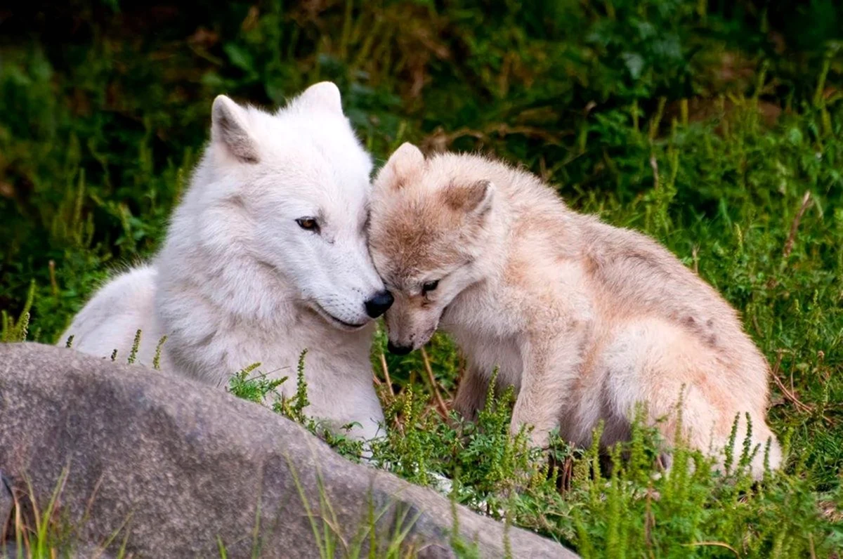 Полярный волк волчица и волчата