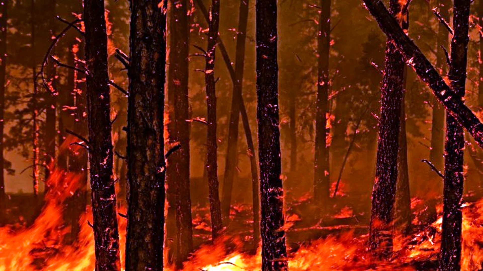 Пожар в лесу HD
