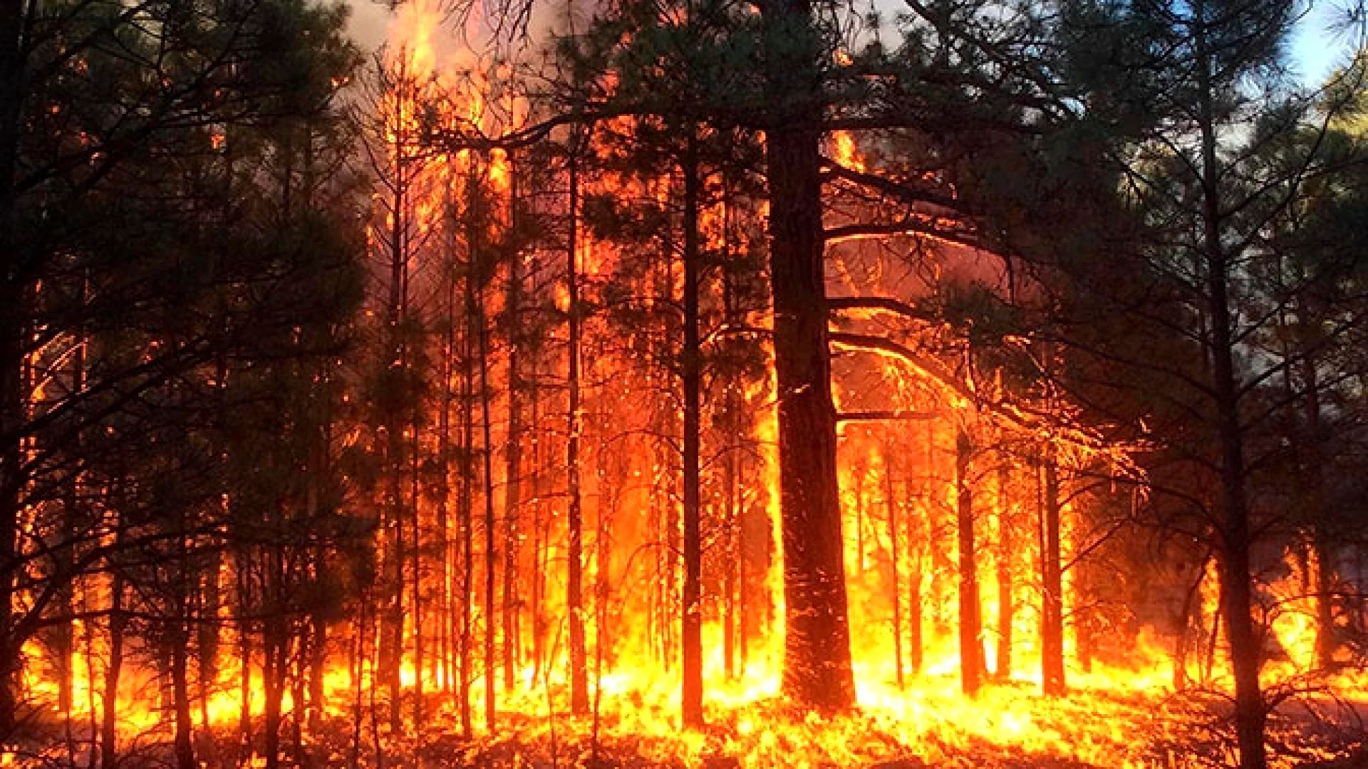 Пожары в Лесной местности