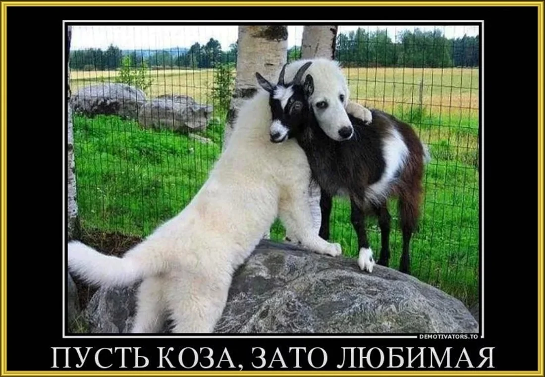 Пусть коза зато любимая