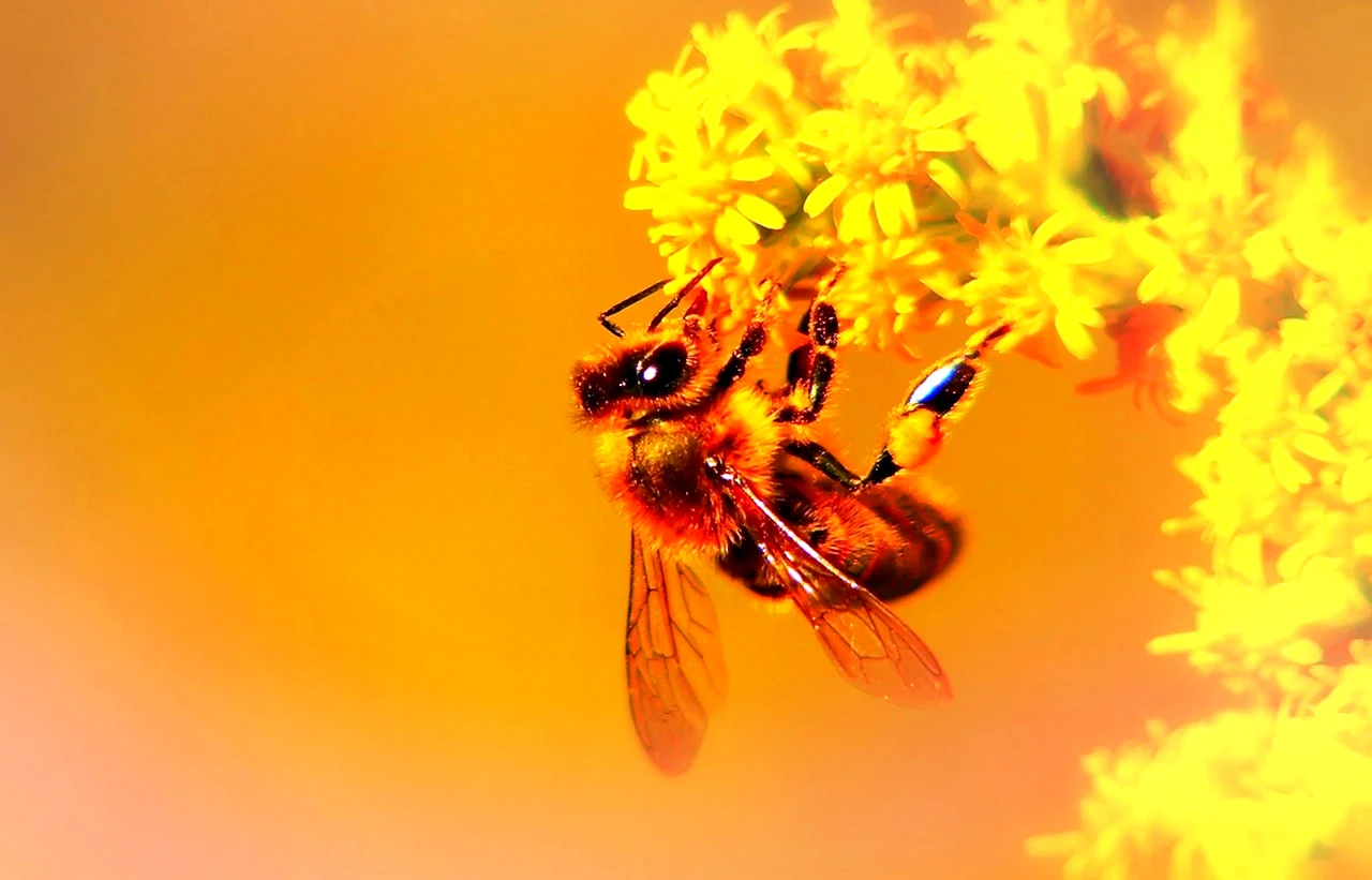Разноцветные пчелы