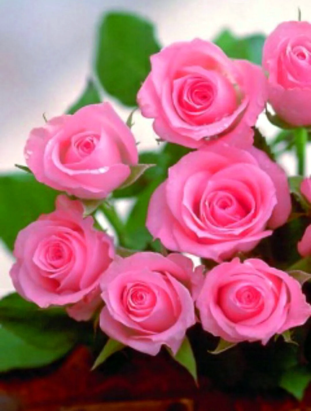 Розовые розы с пожеланиями