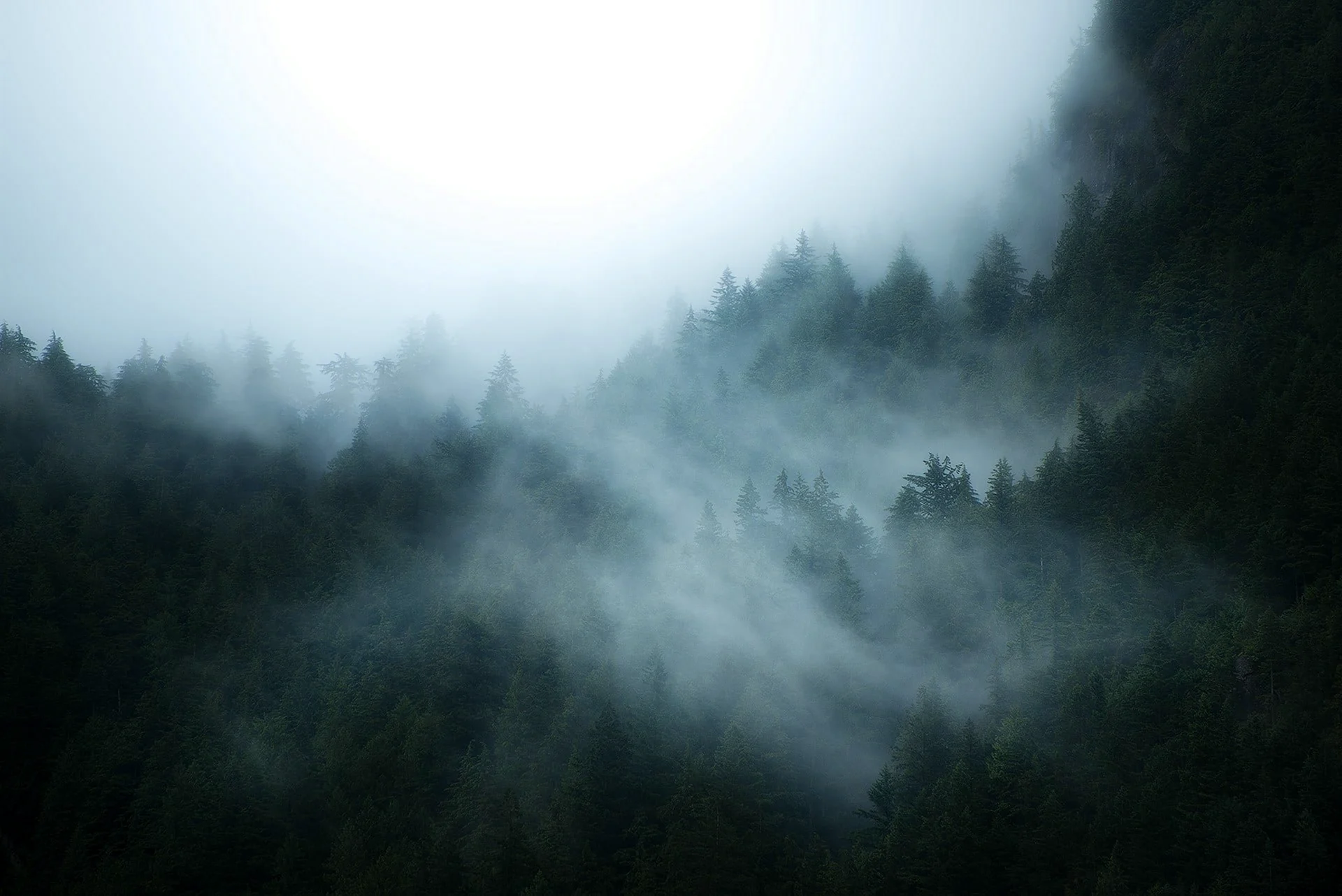 Саксонский лес туман