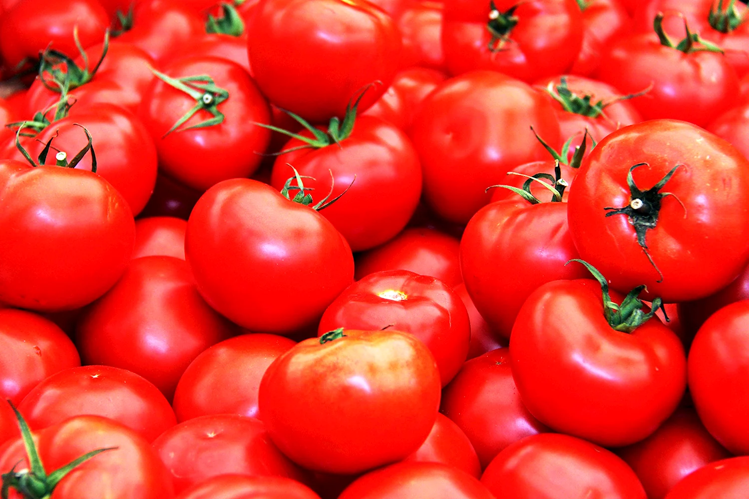 Семена томат любовь f1
